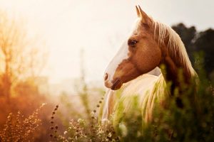 Equine Services in Boone County